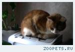 Котик 