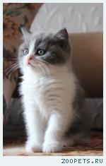 котенок