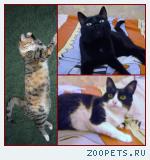 Кошки
