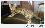 пропал котик