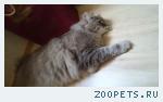 Найдена кошка 
