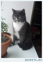 Кот, беспородный