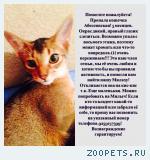 Котенок
