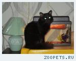 пропал кот