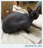 кот , Канадский сфинкс