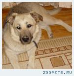 собака