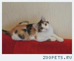 Черепаховый котенок