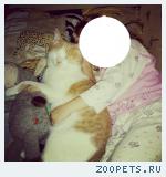 Пропал кот