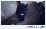 черный кот