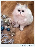 Белый Кот, персидская шиншилла