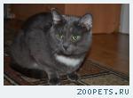 Пропал КОТ