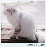 кот британец-шиншилла