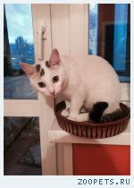 Кошка