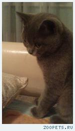 Кот, британский