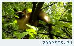 кот сиамский 
