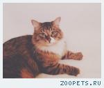 Кот, без породы