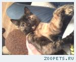 кошка Алиса