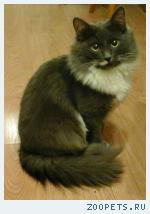кошка, метис нибелунга