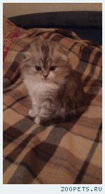 котёнок
