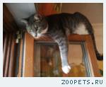 Кот Кузьма