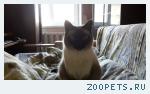 Кот Сиамский