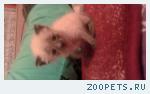 котенок