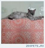 Пропал кот
