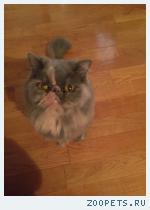 кошка
