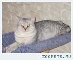 кот британец мраморного окраса