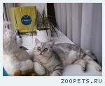 Кот британец