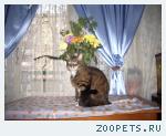 Кот, домашний
