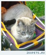 Кот тайский