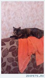 кошка