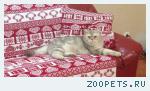 кот, британец