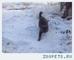 Кот, сибирский, серый, пушистый