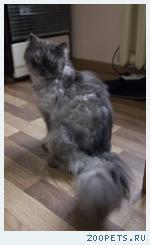 Найден кот