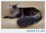 Кот мейн-кун