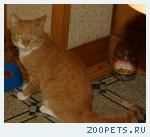 кот, кличка Рыжий