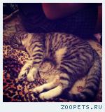 Кот, домашний