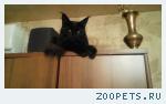 кошка 