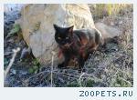 кот, метис, перс-экзот