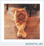 Кот Орк
