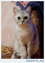 Кошка