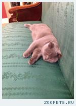 кот, британец