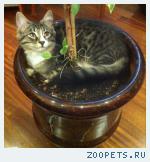 Кот, дворянской породы