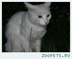 Найден Белый кот или кошка
