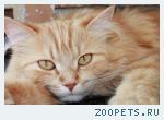 Рыжая кошка