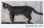 Пропал кот, Солнечногорск, Тимоново