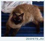 Кот Балинез