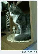 Кот, кастрированный